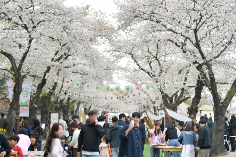 경북 봄 축제 본격 개막…산불 아픔 딛고 '관광 회복' 시동