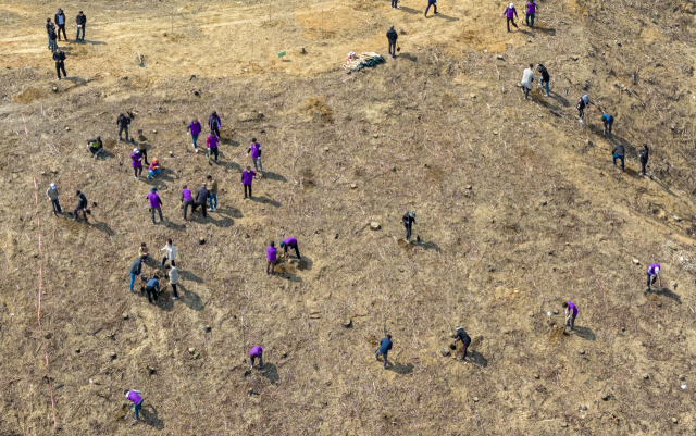 [포토뉴스] 산불 상흔 위에 다시 심는 희망