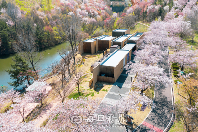 봄비에 흩날리는 벚꽃…올해 대구경북은 더 짧은 봄