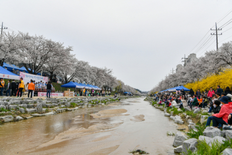영주라이온스클럽, 원당천에서 '벚꽃과 함께하는 시민 어울림 한마당' 개최