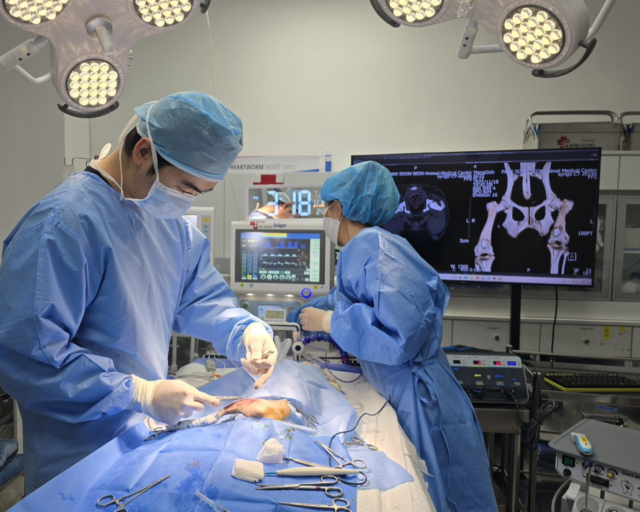 슬개골외측 탈구 변위가 심각한 환자견의 X-ray 사진(좌측) 과 슬개골 탈구 교정 수술 후의 X-ray 사진(오른쪽). 무릎뼈가 성형으로 조성된 활차구 위 에 안정적으로 위치한 모습이 확인된다.