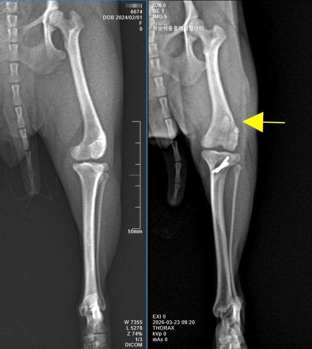 슬개골탈구 수술에 앞선 환자견의 평가는 무엇보다 중요하다. 골밀도, 관절염, 십자인대 손상에 대한 감별진단이 필요하며, 골변형 및 골질환이 염려된다면 CT 검사가 선행되기도 한다.