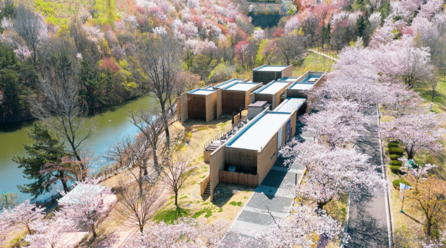 봄비에 흩날리는 벚꽃…올해 대구경북 '더 짧은 봄' 온다