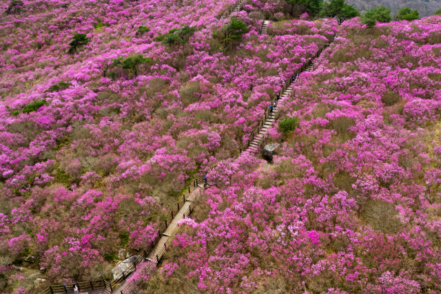 지난해 봄 당시 개화한 비슬산 참꽃 모습. 달성군 제공.