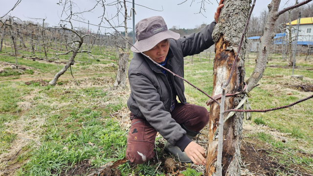 지난 2일 오후 대구경북 민군 통합공항 예정지인 대구 군위군 소보면 내의리 한 사과농장에서 농장주 김기수(60) 씨가 수령이 다해 말라죽은 사과나무를 돌보고 있다. 장성현 기자