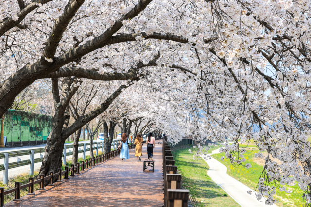 성류굴 가는 길의 데크를 따라 벚꽃이 흐드러지게 피어 있다. 울진군 제공