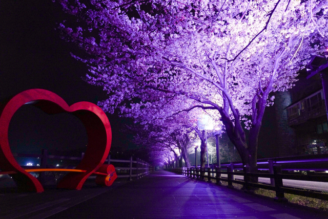 망양정 가는길에 활짝 핀 벚꽃이 야간조명으로 물들어 있다. 울진군 제공