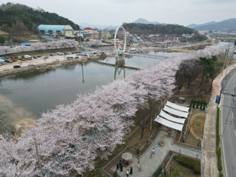 '벚꽃에물든 비박페스티벌' 앞두고 벚꽃세상된 상주 북천시민공원