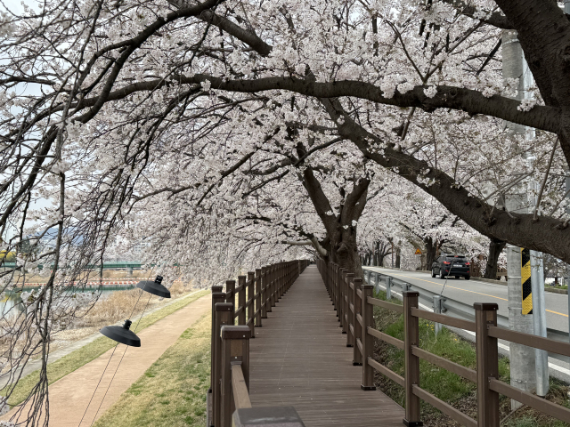 경북 상주 북천시민공원 일원에서 열리는 