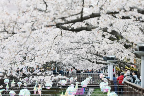 진해 벚꽃 개화 차이…방문 시기 선택 변수