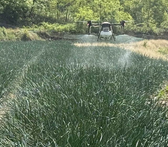 앙파 밭 드론방제 모습. 김천시농업기술센터 제공