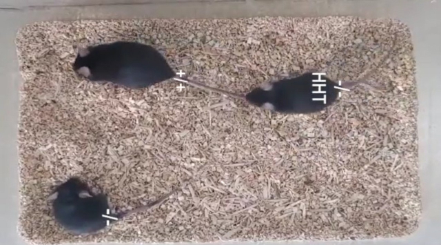 호모해링토닌(HHT) 투여 동물실험 영상 캡처. 