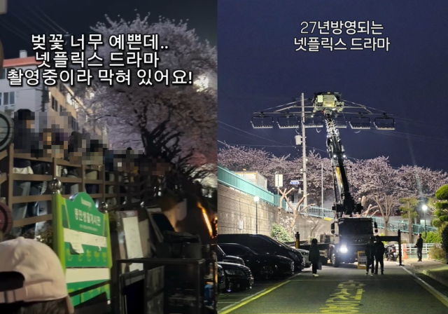 개금벚꽃문화길. SNS