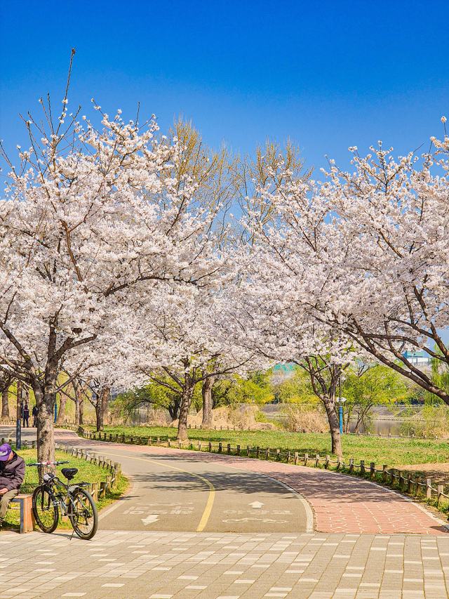 대구 동구 동촌유원지 자전거길 주변으로 벚꽃들이 만개한 모습. 대구시 제공
