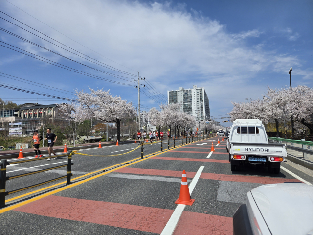 소백산마라톤대회 참가자들이 벚꽃길을 달리고 있다. 마경대 기자