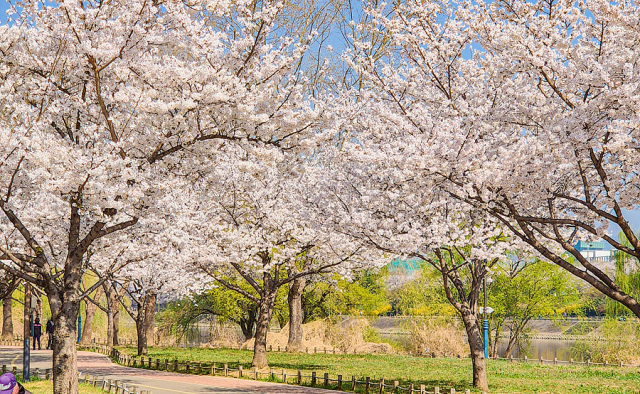 대구 '벚꽃 라이딩' 자전거 코스 