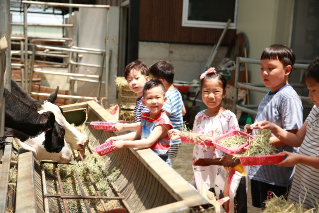 목장 밀크하우스를 찾은 아이들이 젖소에 먹이주기 체험을 하고 있다. 배규미 씨 제공