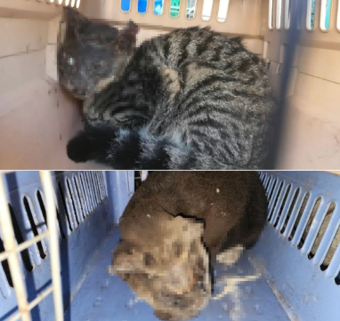 사람탈 쓰고 왜 이런짓을…고양이 얼굴 불태워 학대한 70대 '덜미'