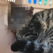 고양이 얼굴 불태운 사건 대전서 잇따라…동물 학대 70대 '덜미'