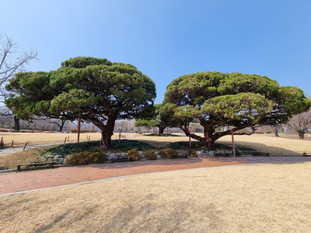 일제강점기 대구신사 앞을 지키던 가이즈까 향나무들.