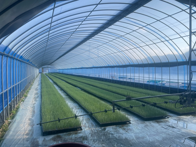 '스마트 공정 육묘' 양파, 노지 대비 월등한 생육 격차 보여