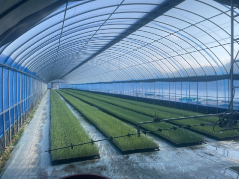 '스마트 공정 육묘' 양파, 노지 대비 월등한 생육 격차 보여