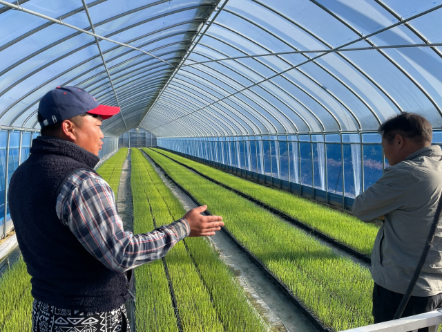 김천시가 스마트 농업 공정을 통해 기른 양파 모종. 김천시농업기술센터 제공