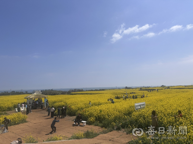 '동해안 물들인 노란 봄 물결' 지난 주말 포항호미반도유채꽃축제 15만명 찾아