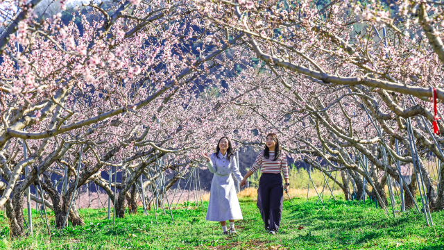여기가 무릉도원…'복숭아 고장' 청도에 복사꽃 만발