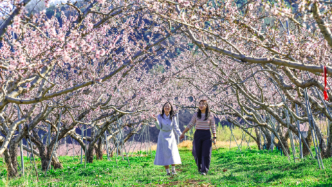 [포토뉴스]여기가 무릉도원, 청도 전역에 복사꽃 만발