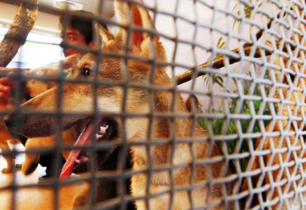 대전 오월드서 새끼 늑대 1마리 탈출…수색·포획 중
