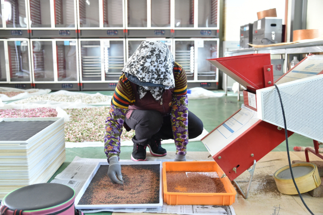 청송군농업기술센터 꽃가루은행에서 꽃가루를 선별하는 모습. 청송군 제공