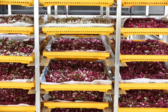 청송군농업기술센터 꽃가루은행에 수집된 사과꽃. 청송군 제공