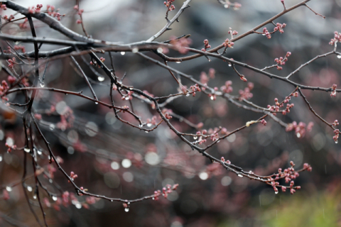 '벚꽃엔딩' 재촉할 봄비가 '또'…제주 최대 250㎜ '물폭탄'