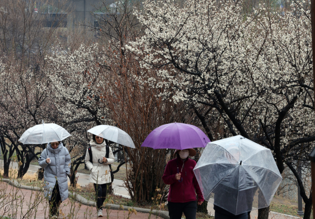 '벚꽃엔딩' 재촉할 봄비가 '또'…제주 최대 250㎜ '물폭탄'