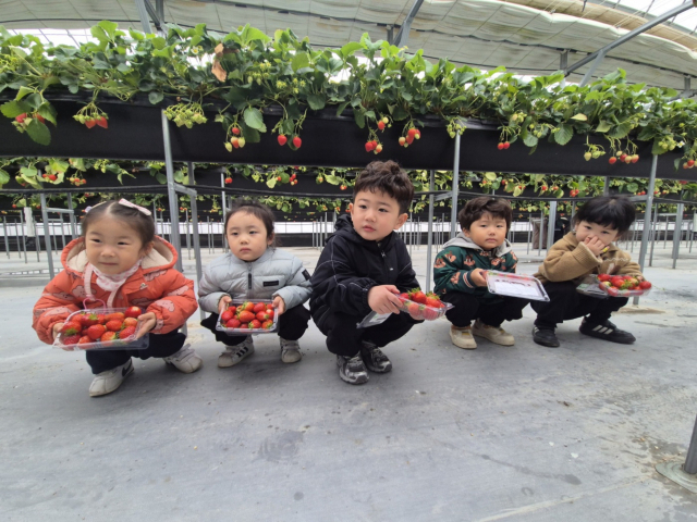 아이들이 수확한 딸기를 들고 앉아 기념 사진을 촬영했다. 영주교육지원청 제공
