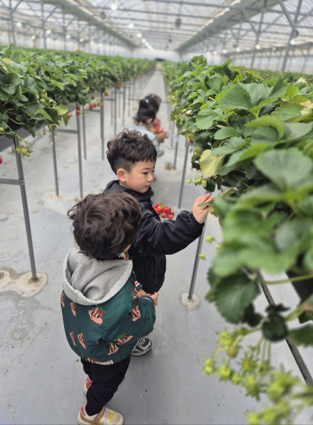남부초 병설유치원 원생들이 딸기 밭에서 딸기 따기 체험을 하고 있다. 영주교육지원청 제공