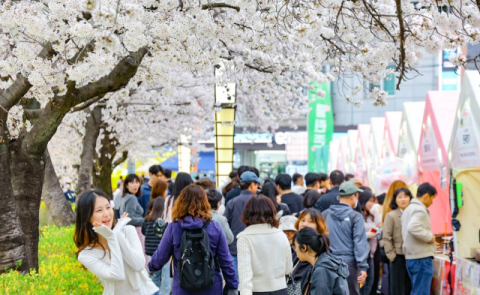 30만 상춘객 몰린 연화지…벚꽃으로 완성된 '김천의 봄'