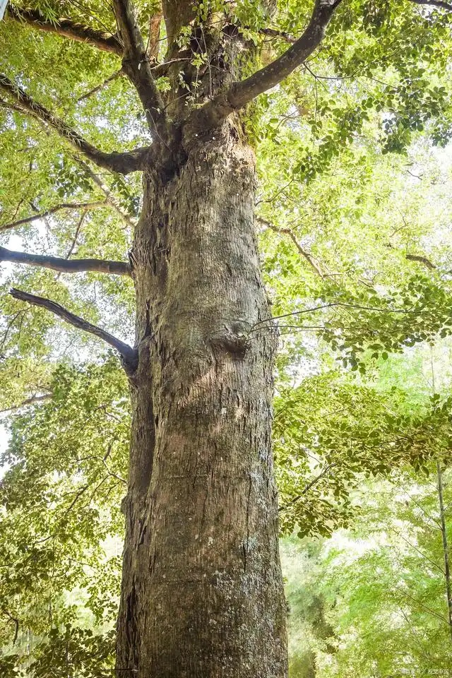 단단함과 향기를 겸비한 밝달나무, 동방의 신목으로 전해온다