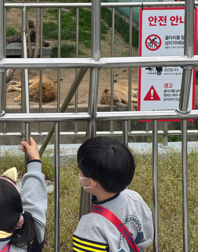 14일 대구 달성공원에서 어린이들이 낮잠 자고 있는 사자를 구경하고 있다. 우태욱 기자 woo@imaeil.com