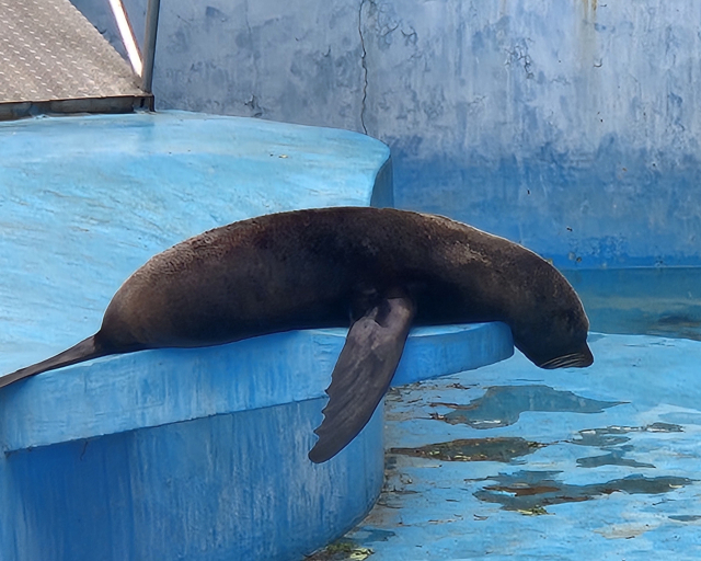 14일 오후 달성공원 동물원의 물개는 오랜 시간 미동도 없는 모습이었다. 신중언 기자