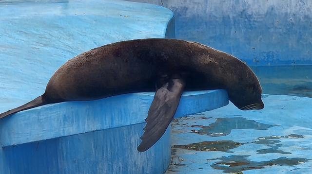 '무기력 증세' 달성공원 동물들…이대로 괜찮을까