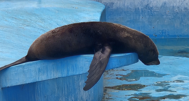 달성공원 이전 하세월…동물들 박제 당한 듯 미동도 없어
