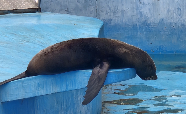 달성공원 이전 하세월…동물들 박제 당한 듯 미동도 없어