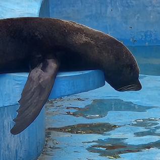 동물들 박제 당한 듯 미동도 없어…달성공원 이전 하세월
