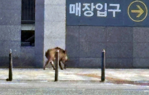 오월드 탈출 늑구 이어 이번엔 세종서 멧돼지 출몰…유리창 파손