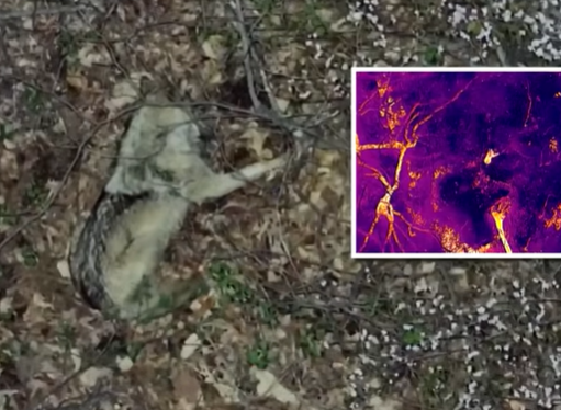 야산에서 포착된 늑구. JTBC