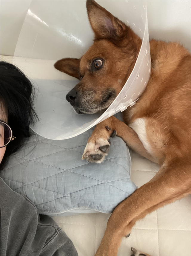 노견을 임시로 보호하는 이들도 있다. 입양이 쉽지 않다는 것을 알면서도 