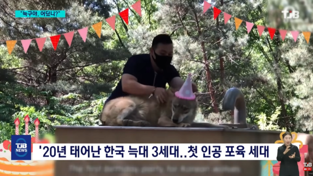 사육사와 생일 잔치를 벌이던 늑구. TJB