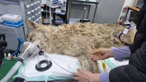 대전 오월드 탈출 늑대 '늑구', 수색 10일 만에 무사히 포획